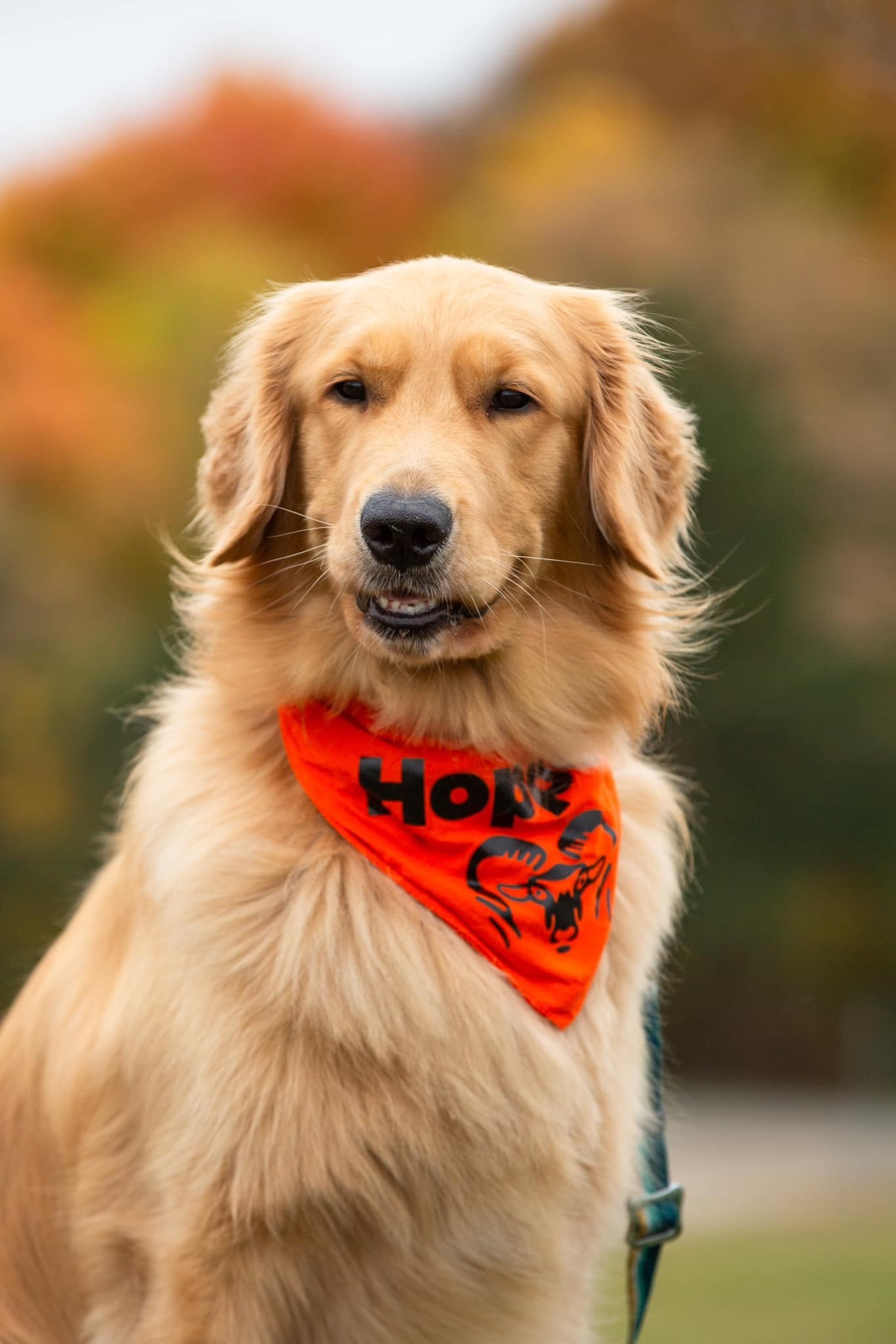 Description of the image